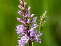 Fuchs-Fingerwurz Orchidee